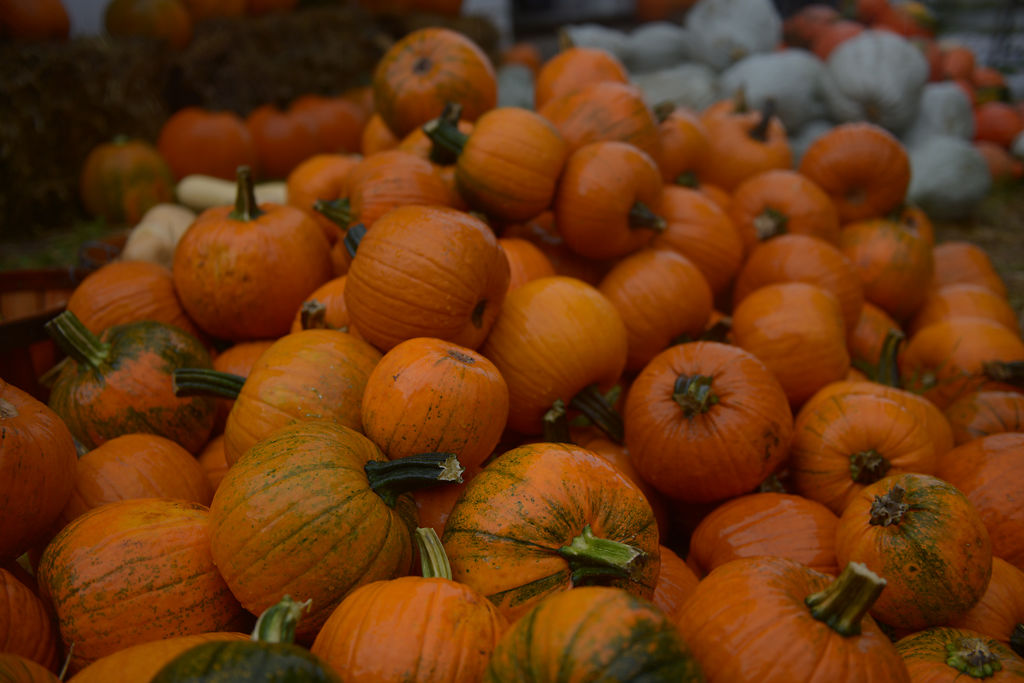 Pumpkins are separated by color in the front yard of Jo Hackman's house in Hartsburg